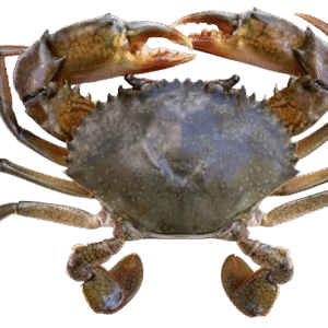 Crabs (Blue or Mud Crabs)